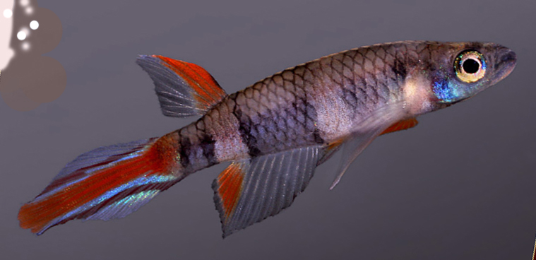 EPIPLATYS ANNULATUS